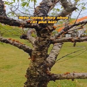 Chuyên nứt thân xì mủ thế hệ mới lọ 100ml dùng cho mai vàng đào cây ăn quả bonsai sản phẩm thân thiện với môi trường