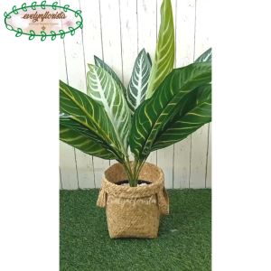 Dekorasi Ruang Tamu dengan Pohon Hias Daun Aglonema Hijau Strip Pot Dasar Hitam Cover Purun Handle