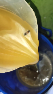 Madu Mentah Nektar Rambutan Kemasan 1 Kg