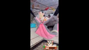 HAMMOCK DOUBLE POLOS 2 TINGKAT || SLEEPING POUCH HAMMOCK 2 TINGKAT || TEMPAT TIDUR HEWAN