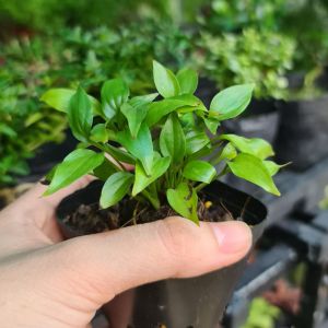 Cây Hổ Nhĩ Trắng Pilea Cadierei – Cây Terrarium Paludarium Bể Cây Mini Tiểu Cảnh