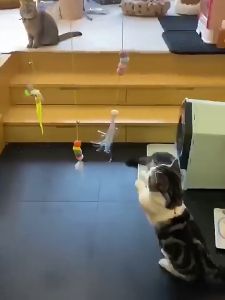 ผลิตภัณฑ์ SKISOPGO องเล่นตุ๊กตาล่อแมว เพื่อเล่นแมวยืด ให้ผลเสริมสร้างเสื้อผ้า ที่ห้อยประตู ล่อแมว ไม้ตกแมว คลายความเบื่อหน่ายของสัตว์เลี้ยง