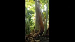 หน่อกล้วยน้ำว้า พันธ์ดี จากสวนราชินี ที่มียอดขายสูงสุดในประเทศไทยนับแสนหน่อ ส่งไปทั่วประเทศไทยทุกจังหวัด เจ้าของสวนขายเอง