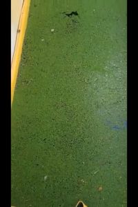 AZOLLA HYBRID /AQUATIC PLANTS FOR AQUARIUM FLOATERS 50 GRAMS