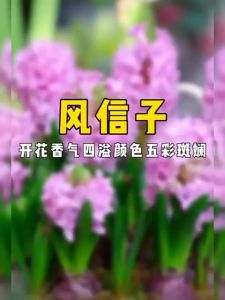 Củ tiên ông hoa màu hồng phấn-1 củ- Dạ Hương Lan