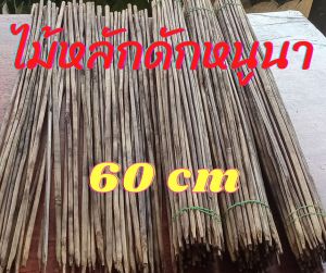 💥ไม้หลักดักหนู ขนาด 60 เซ็นติเมตร ไม้ใส่บ่วงดักหนู ไม่บ่วงดักหนูนา