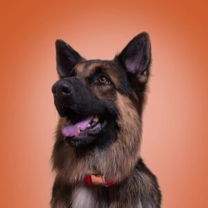 Bark and Spark Bottle Shaped Dog Plush Toy with Sound for Fetch and Play