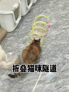 7o | Interactive Exercise Cat Toys