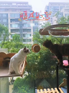 Window-Mounted Cat Hammock Bed with Shelf - Hanging Pet Perch for Sunbathing in Bedside/Balcony/Windowsil