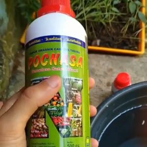 Pupuk Kurma / Pupuk Penyubur Pohon Kurma / Pupuk Penyubur Buah Kurma / Pupuk Penyubur Tanaman Kurma