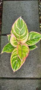 ต้นพิงค์กี้พาย อโกนีมา ไม้ใบสวยงาม คัดสวย ส่งพร้อมกระถางดำ ไม้แสงร่ำไร