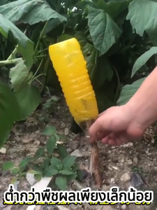 ฉีด1ครั้ง ล่อแมลงวันต่อเนื่อง6เดือน สารล่อแมลงวันทอง สเปรย์กาว อัพเกรดสูตรใหม่ สเปรย์ดักแมลงวันทอง สเปรย์กาวกำจัดแมลงวัน