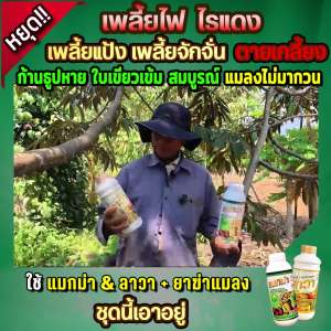 แมกม่าลาวา (ชุดกลาง) (แมกม่า 1 ลิตร 1 ขวด + ปุ๋ยน้ำ ลาวา  1 ลิตร 1 ขวด) เพิ่มประสิทธิภาพการดูดซึม กำจัดเพลี้ยไฟ ไรแดง แมลง ช่วยเร่งการเจริญเติบโต