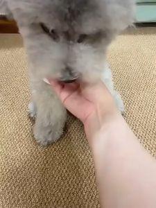 Dog Toy Ball Automatic Moving Bouncing Rolling Ball USB Smart puppy Interactive Dog Chew Toy Ball