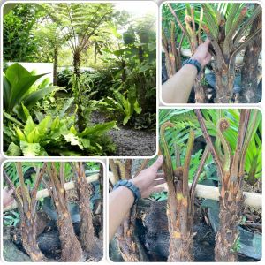 Trees ferns ต้นเฟิน มหาสดำ ( ขนาดประมาณ150cm+ )