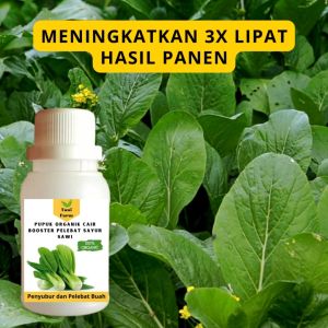 Pupuk Sawi Cepat Berbuah: Panduan Lengkap
