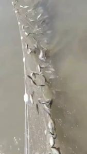 50m merujuk kepada jaring melekit jaring memancing ikan meja jalur putih memancing satu lapisan ikan kecil menggantung ikan crucian 1 merujuk kepada jaring tenggelam tiga lapisan jaring dawai yang dicelup