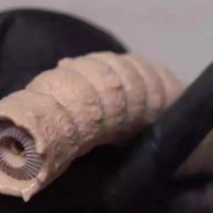 Dune Peripheral Movie Film and Television Paul Riding Sandworm Movable Model Toy Garage Kit Classy Feel Good Online Red Decompression