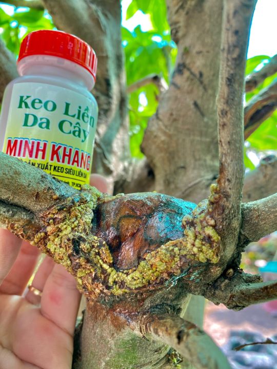 Keo%20Li%E1%BB%81n%20S%E1%BA%B9o%20Da%20C%C3%A2y%20Minh%20Khang%20-%20Image%202