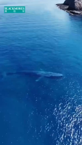 Blackmores Omega Triple Fish Oil 150Caps | DHA EPA | Heart Health | Exp 2027