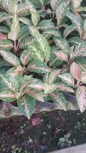 ตัวอย่าง เสาเภาทองลายน้ำ 8 นิ้ว ส่งพร้อมกระถาง ฟอร์มสวยๆๆมาก