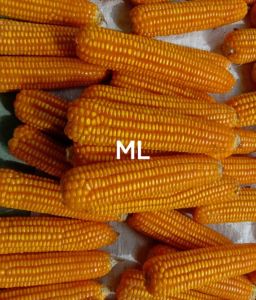 kemasan benih jagung kuning original jagung alami