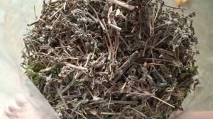 1kg cây cỏ mực ( cây nhọ nhồi ) sấy khô