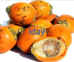 1 kg buah pinang tua segar asli baru di petik MURAH MERIAH