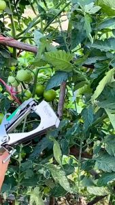 KNIFEZER Alat Pengikat Pita Batang Tanaman Tomat Anggur Cabai Timun Cabai Mentimun Melon Otomatis