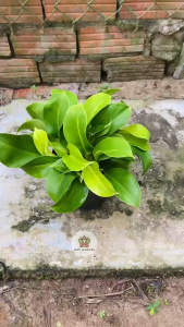 Cây Trầu Bà Đế Vương Vàng - Nhiều con - Tổng thể tầm 30-40 cm - Kiểng lá decor sang trọng!