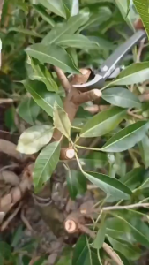 Gunting Dahan Pemotong Catok Bonsai Cembung 21cm Cabang Pohon Berkebun Tanaman Hias