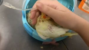 ตัวอย่างเช่น: "OTA สายป้อนอาหารนก สายป้อนอาหารนกแก้ว" หรือ "OTA สายป้อนหนังจุก สายป้อนฟอพัส" ซึ่งจะเป็นตัวเลือ