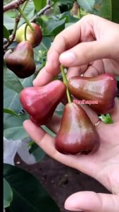 Bibit Jambu Air Mutiara Hitam & Hasil Okulasi