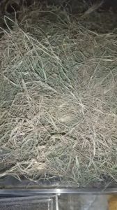 1kg cây cỏ chỉ - cỏ gà sấy khô