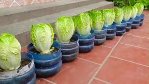 (50 SEEDS) PECHAY BAGUIO SEEDS/TROPICAL DELIGHT/CHINESE CABBAGE SEEDS