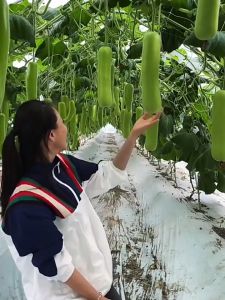 UPO SEEDS (20 seeds) - Bottle Gourd Vegetable Seeds