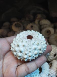 cangkang kerang - cangkang landak laut - cangkang bulu babi - bahan kerajinan - asesoris akuarium - termurah -