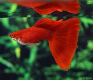 🔥CKH Aquatic🔥 Guppy Albino Full Red 孔雀鱼白子全红