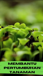 Pupuk Organik Cair Pemacu Tanaman Sayuran