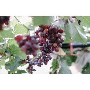 Bibit Anggur Import Jupiter Asli Grafting Super