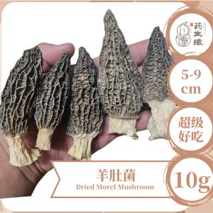 【YSYherbal】羊肚菌 4-9cm 10g/4颗-5颗 Morels Mushroom 10g