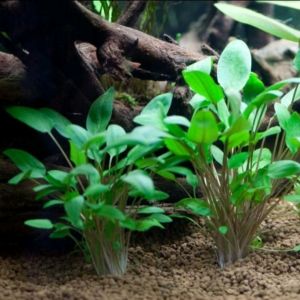 Cryptocorine wenditi green tanaman Aquascape Hiasan Aquarium