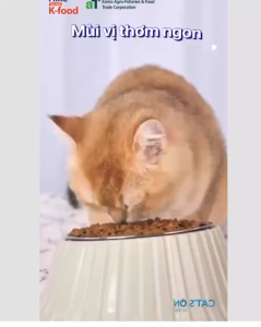 [ hạt mèo ] Thức ăn cho mèo - CATS ON túi nguyên 5kg - Hàn Quốc