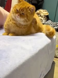 Pet Ear Cleaner Cat and Dog Ear mite Ear Cleaner Ear Drop