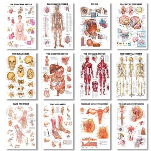 Human Anatomy Medical Skeletal Muscle System HD Poster Canvas Painting and Printmaking Deco Mural Home Room Wall Art Decoration