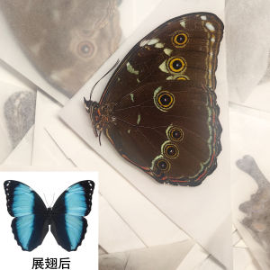 Unfaced Butterfly Specimen Large Blue Flash Butterfly Wings Home Decor Artwork Unframed Taxidermy Butterfly Sample from China
