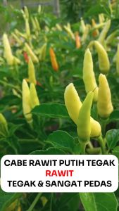 Benih 10 gr Cabai RAWIT Lombok Rawit Putih Cap Permata Hijau