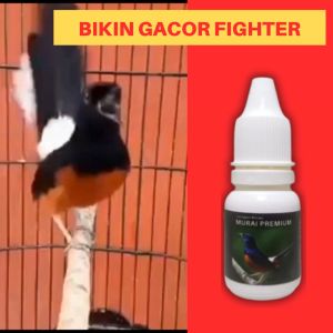 Vitamin Burung Murai Batu Premium Agar Cepat Gacor Saat Lomba