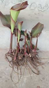 combo 20 cây dong riềng đỏ giống