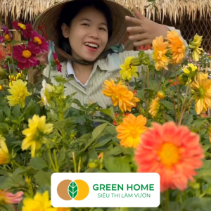 Hạt Giống Hoa Thược Dược Mix Greenhome Gói 0.1gr~25 hạt Sai Hoa Màu Rực Rỡ Dễ Trồng Quanh Năm Nảy Mầm Cao H05